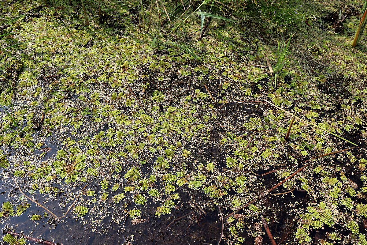 Image of Salvinia natans specimen.