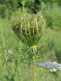 Daucus carota. Соплодие. Краснодарский край, г. Адлер, ул. Перспективная, заросший пустырь возле автостоянки. 29.07.2021.