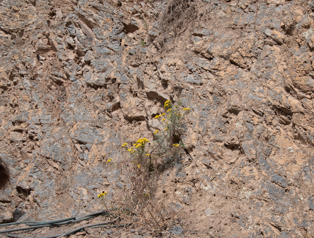 Image of Senecio rudbeckiifolius specimen.