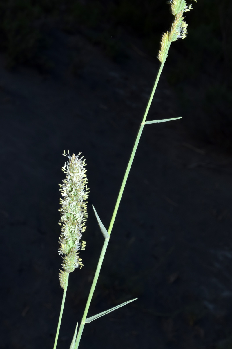 Image of Aeluropus littoralis specimen.