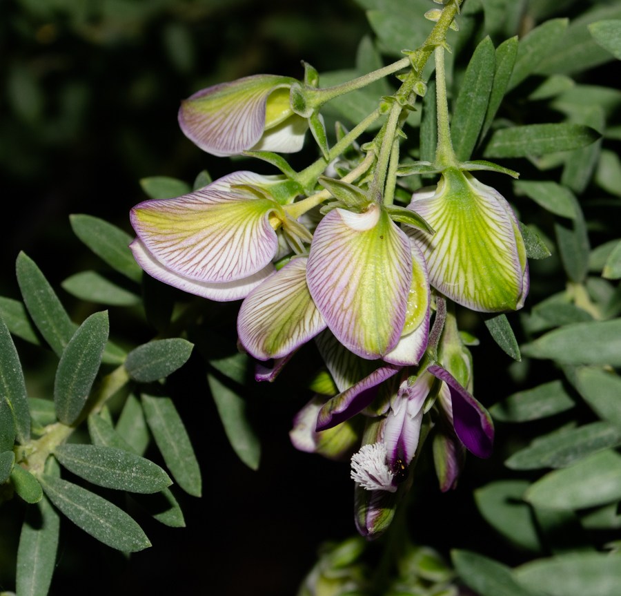 Image of Polygala myrtifolia specimen.