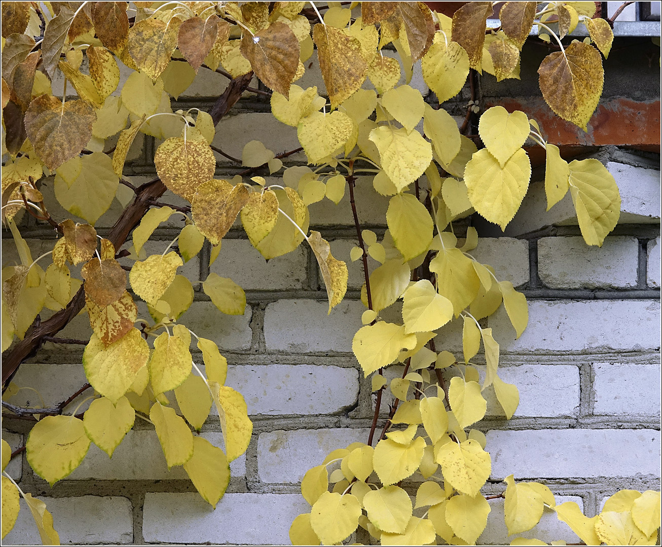 Image of Hydrangea petiolaris specimen.