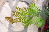 Calliandra haematocephala. Верхушка веточки молодого растения. Израиль, г. Бат-Ям, в культуре. 06.12.2021.