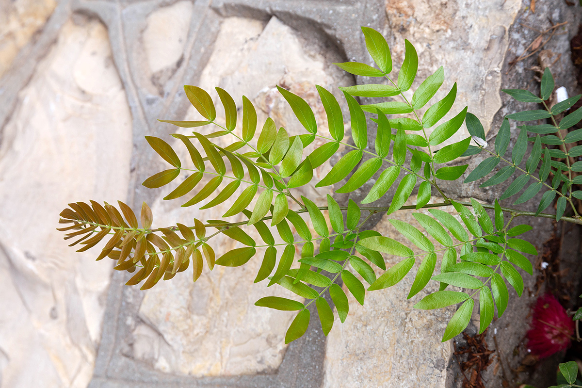 Image of Calliandra haematocephala specimen.