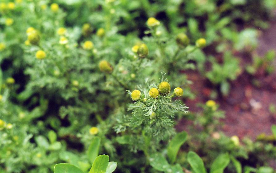 Image of Matricaria discoidea specimen.