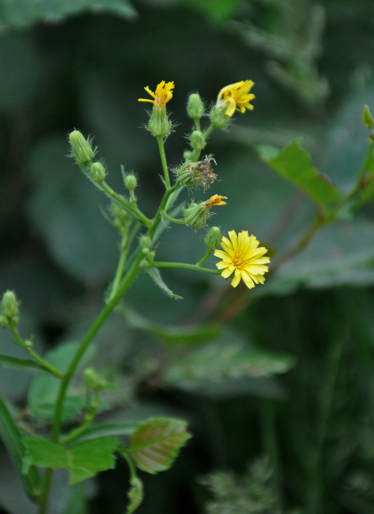 Image of Picris japonica specimen.