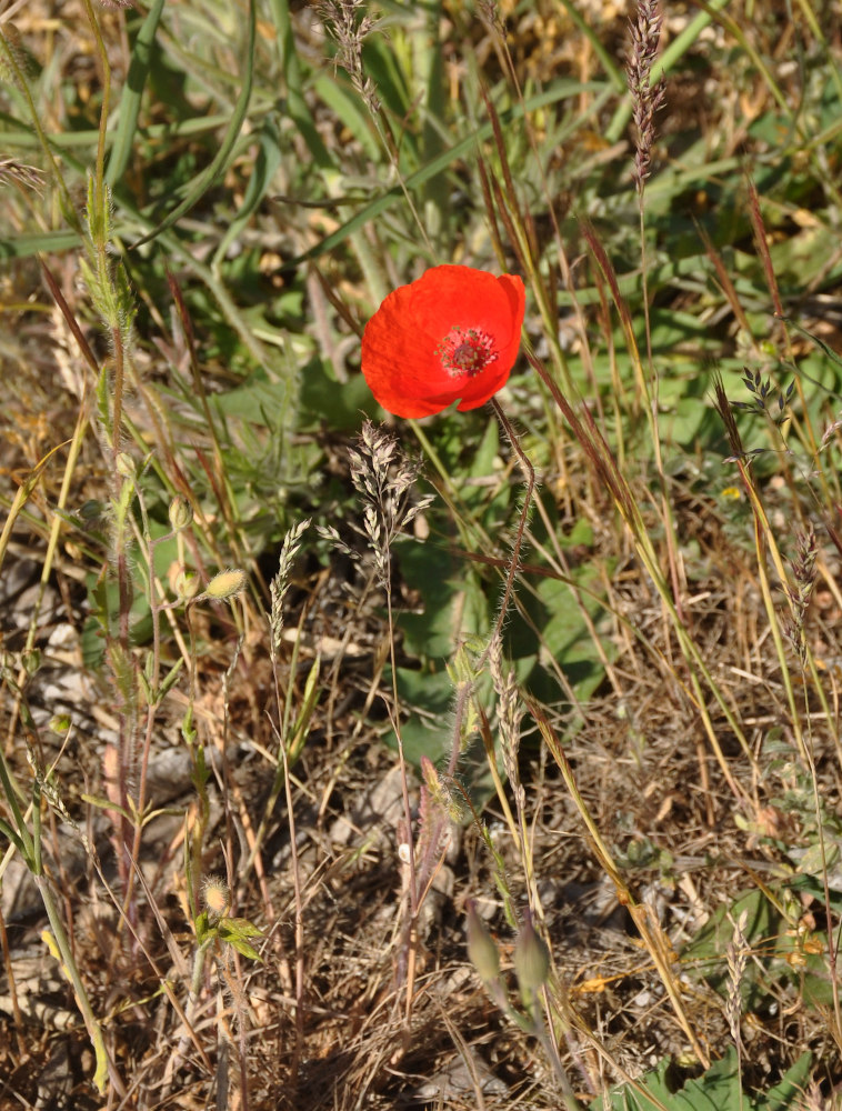 Изображение особи Papaver rhoeas.