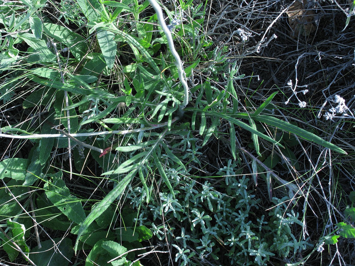 Image of Jurinea arachnoidea specimen.