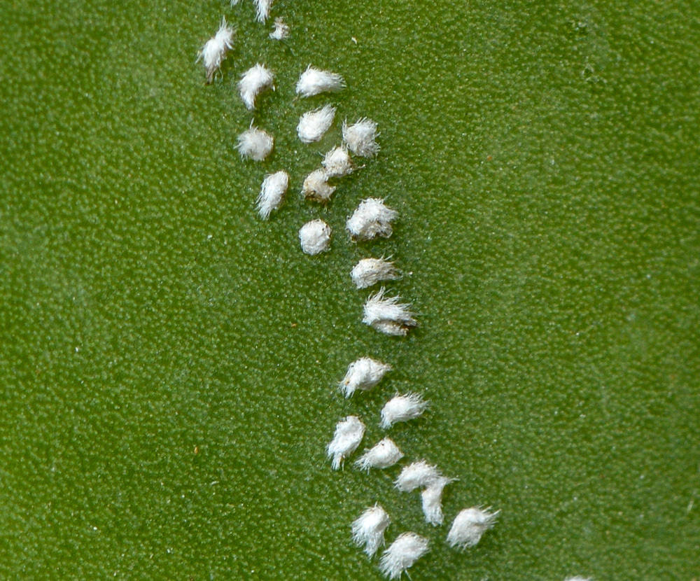 Изображение особи Astrophytum ornatum.