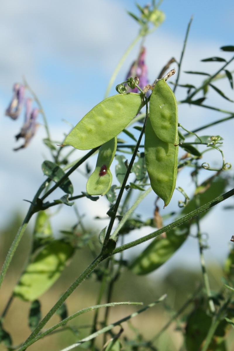 Изображение особи Vicia villosa.