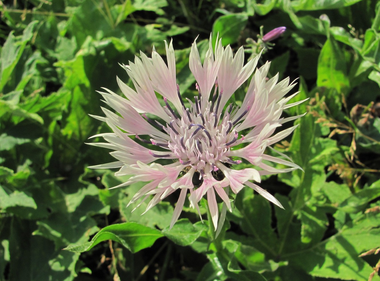 Image of Centaurea willdenowii specimen.
