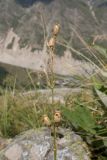 Silene saxatilis