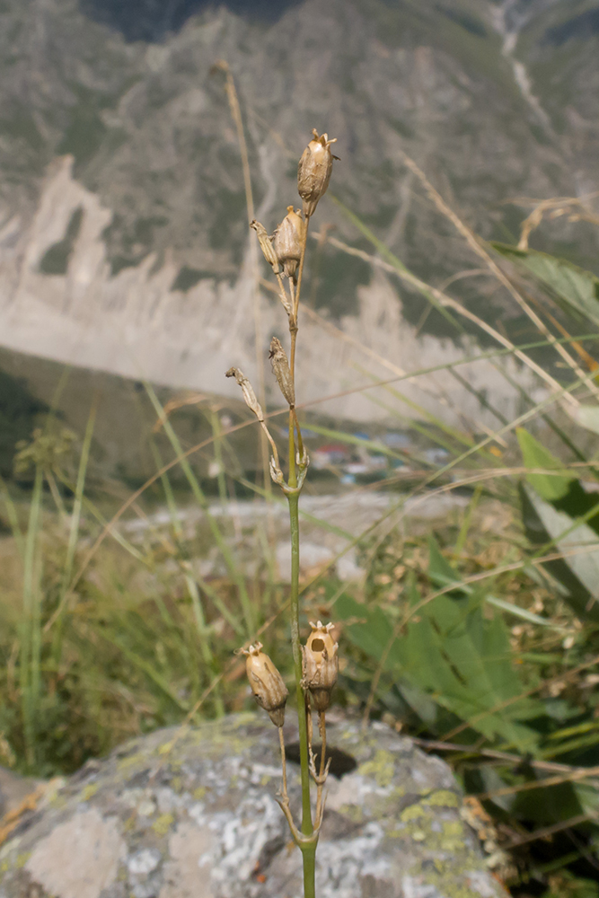 Изображение особи Silene saxatilis.