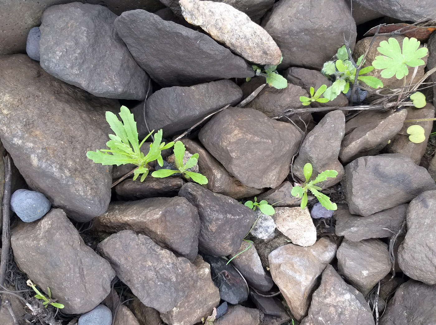 Изображение особи Senecio dubitabilis.