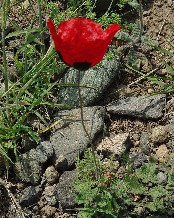 Изображение особи род Papaver.