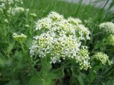 Cardaria draba