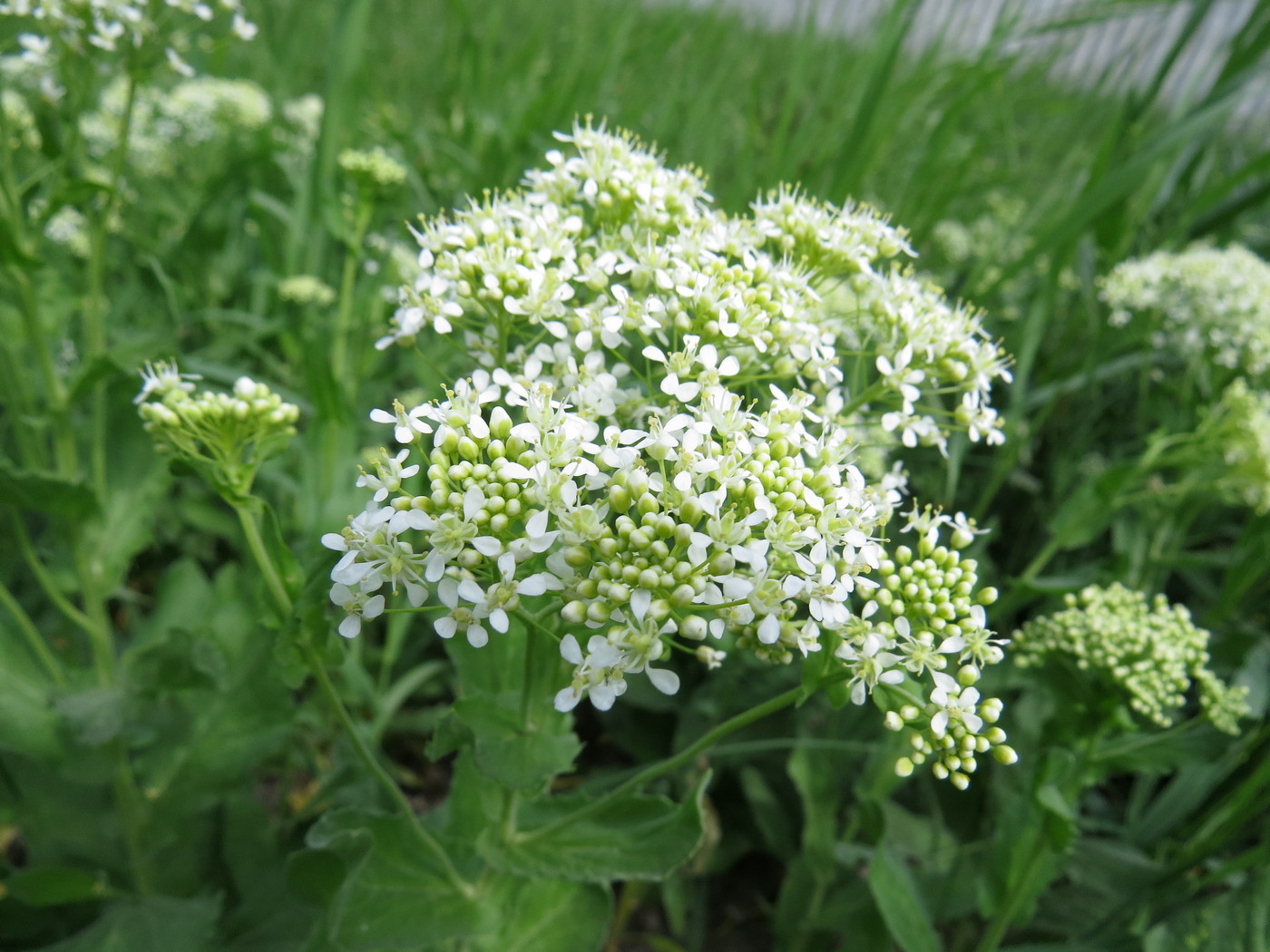 Image of Cardaria draba specimen.