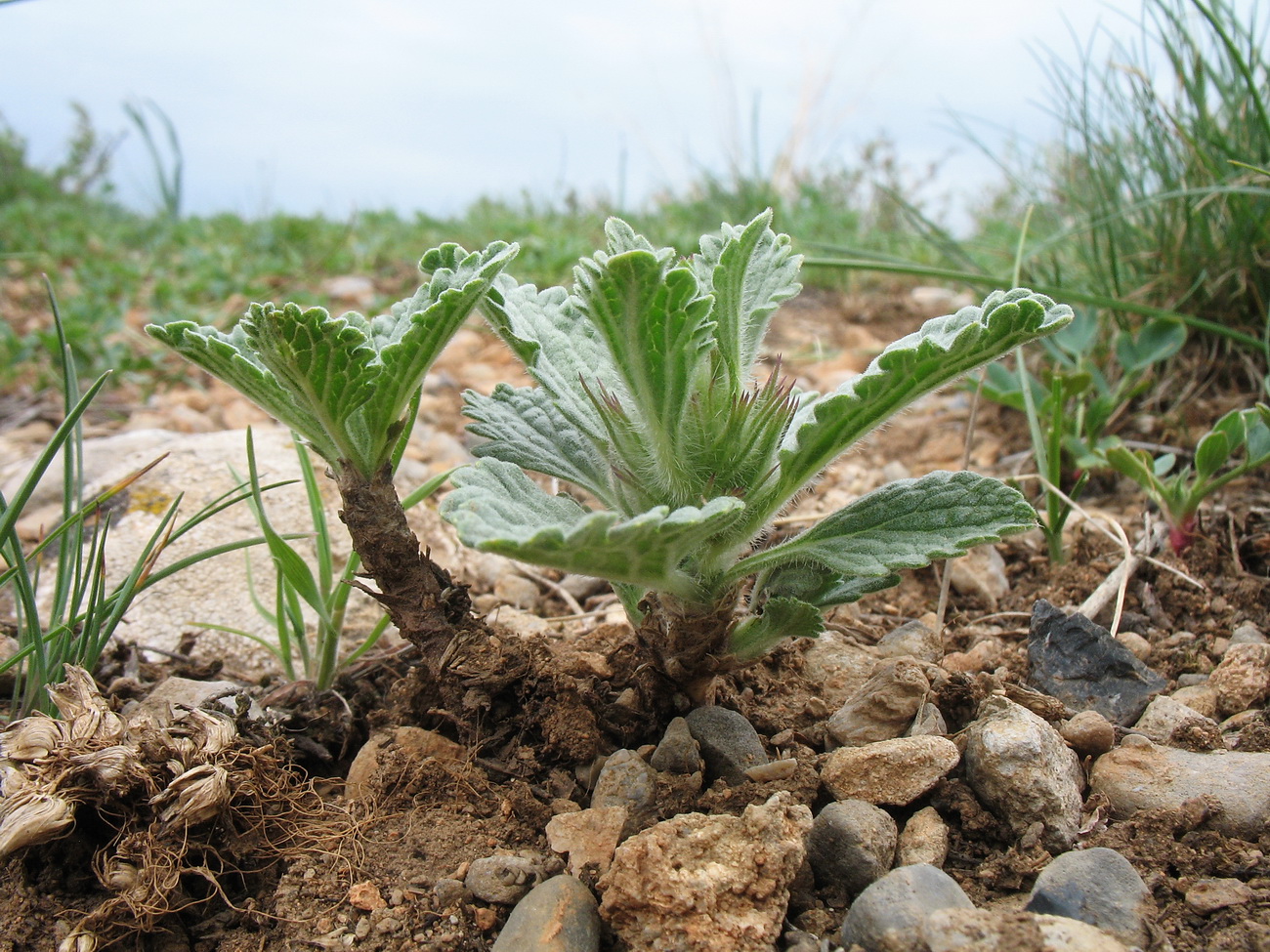 Image of Phlomoides boraldaica specimen.