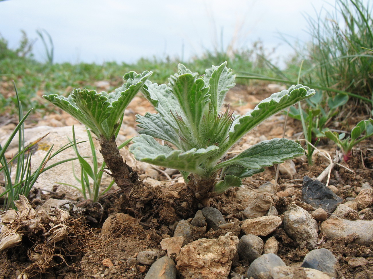 Image of Phlomoides boraldaica specimen.