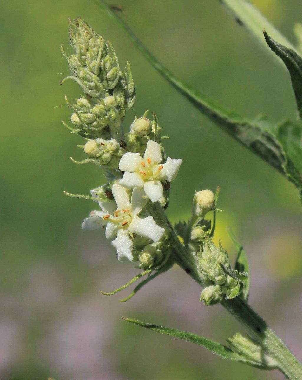 Изображение особи Verbascum lychnitis.