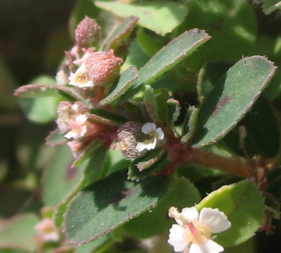 Image of Euphorbia maculata specimen.