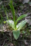 Orchis подвид stevenii