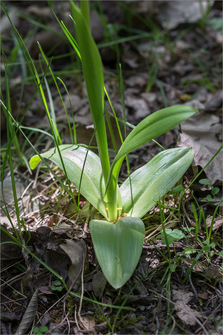 Image of Orchis militaris ssp. stevenii specimen.