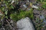 Pinus sylvestris subspecies hamata. Молодое растение. Республика Ингушетия, Джейрахский р-н, окр. ур. Таргим, правый берег р. Асса в 350 м от башен Таргим ниже по течению. 21 июня 2022 г.