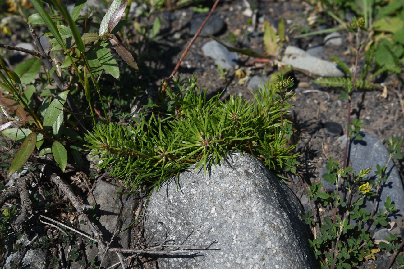 Image of Pinus sylvestris ssp. hamata specimen.