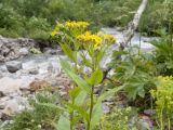 Senecio propinquus