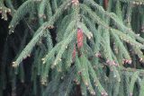 genus Picea