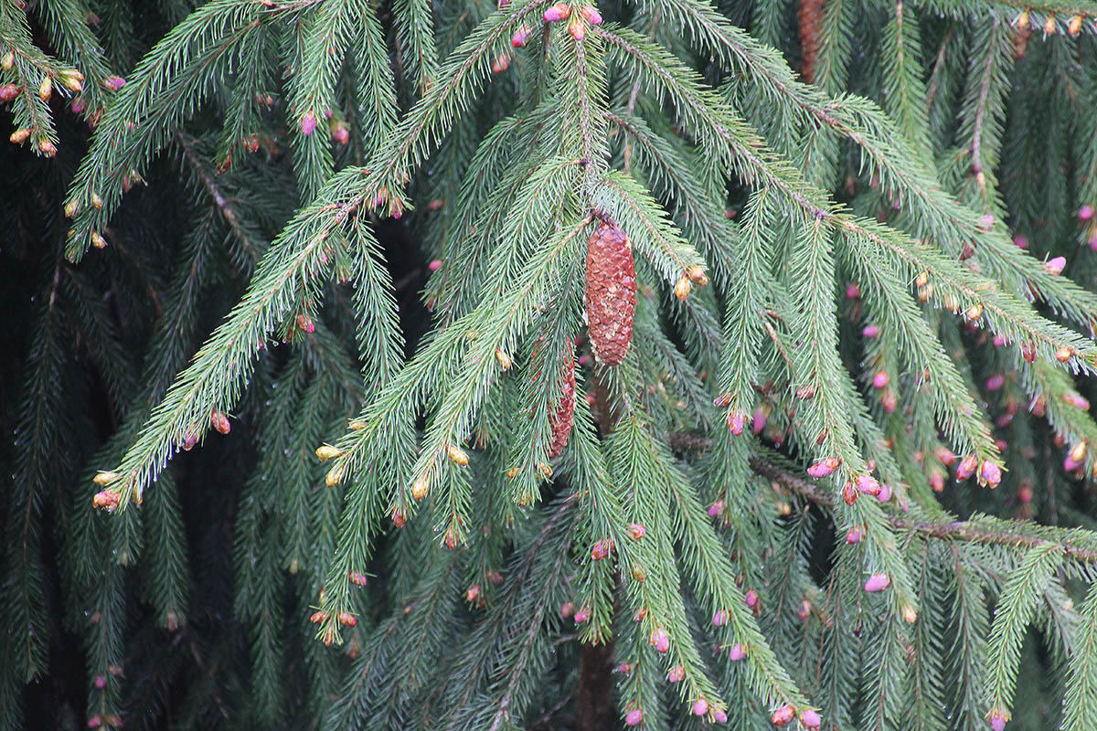 Image of genus Picea specimen.