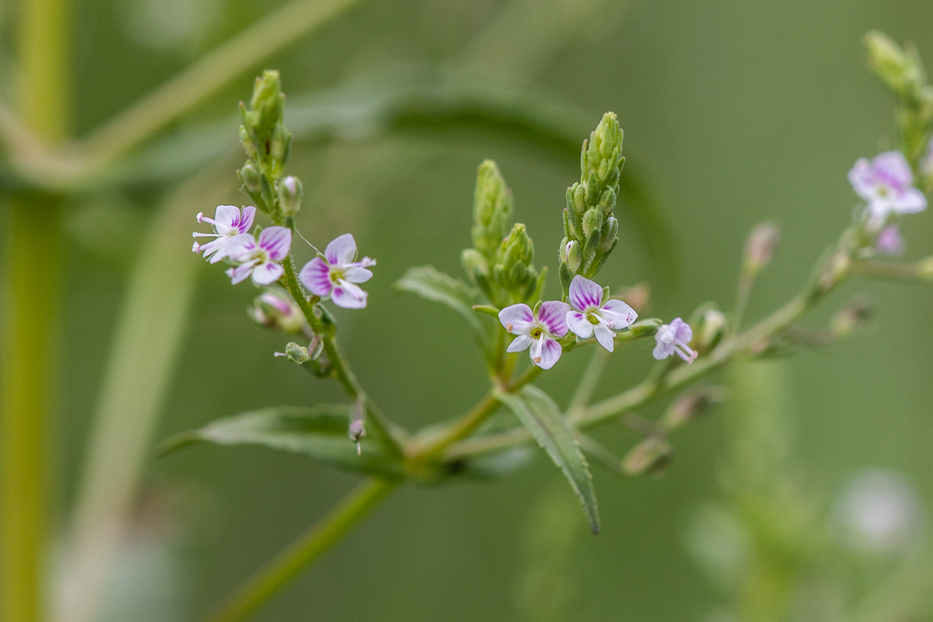 Image of Veronica anagalloides specimen.