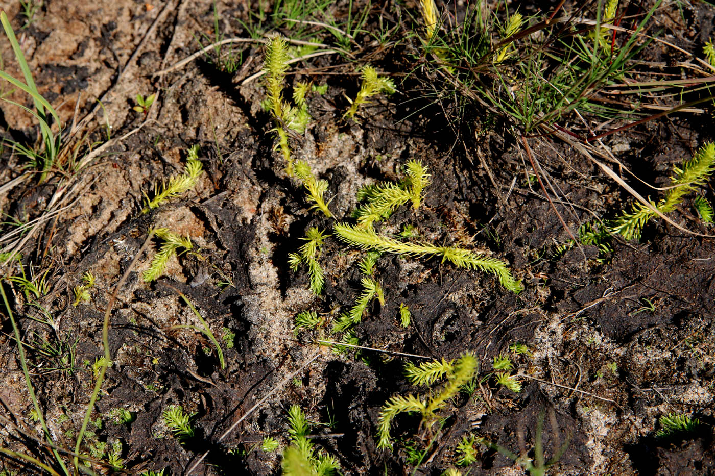 Image of Lycopodiella inundata specimen.