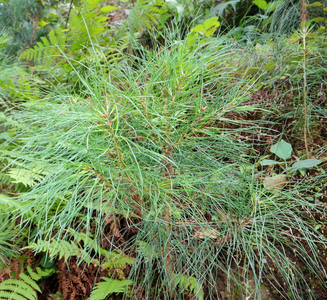 Image of genus Pinus specimen.