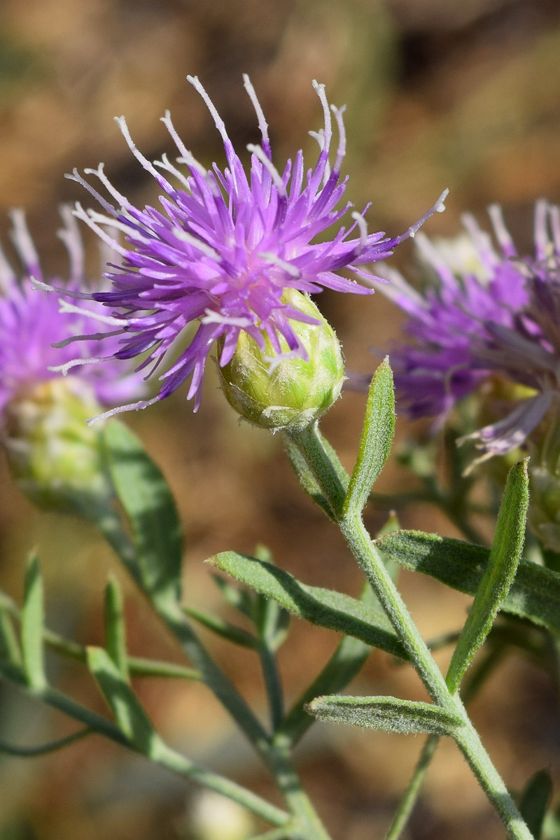 Image of Acroptilon repens specimen.