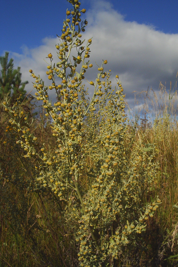 Image of Artemisia sericea specimen.