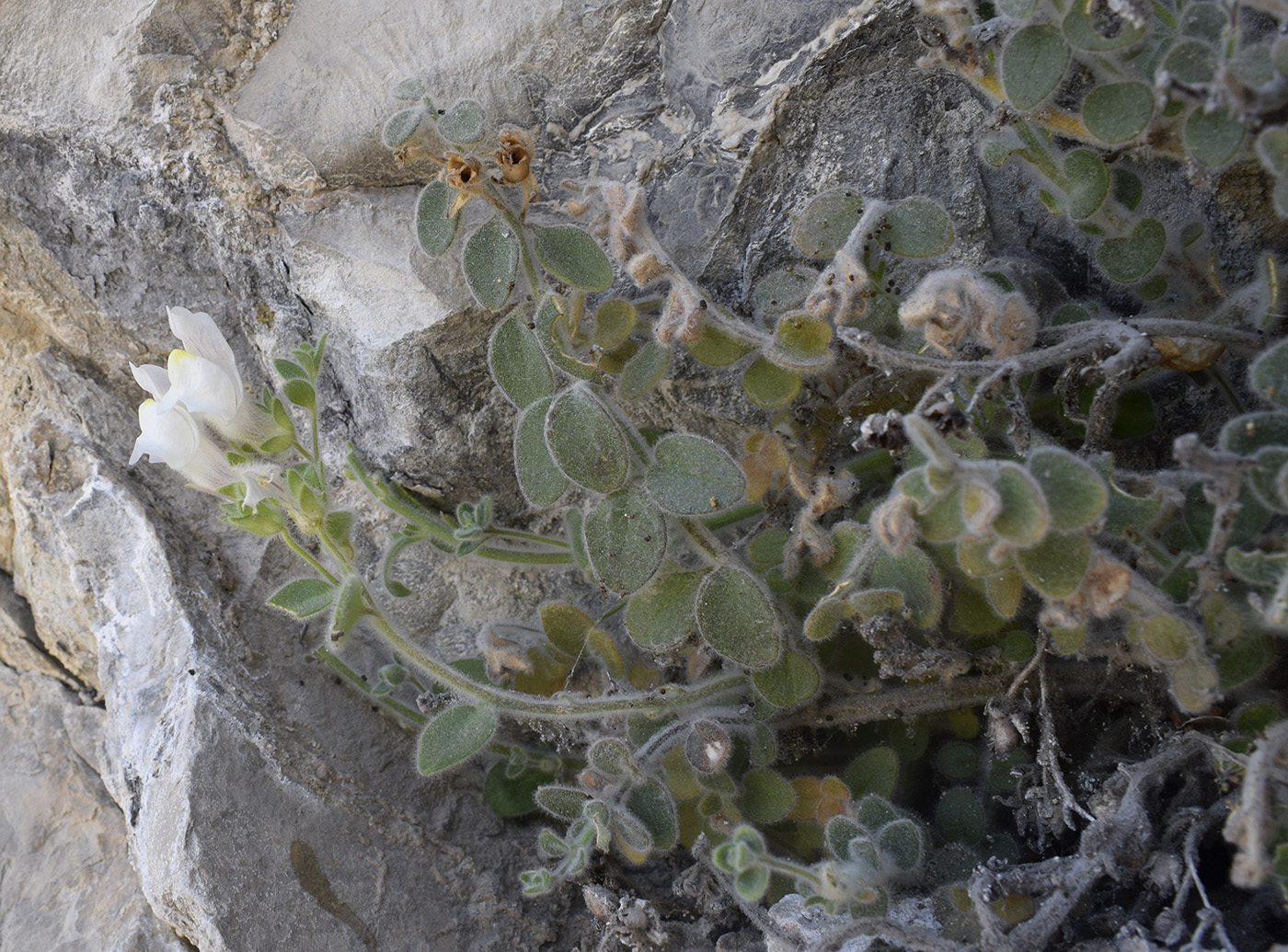 Изображение особи Antirrhinum molle.