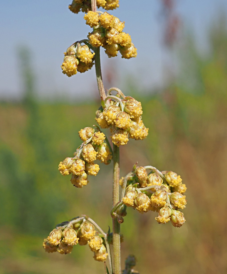 Image of Artemisia armeniaca specimen.