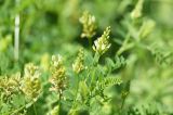 Astragalus cicer. Верхушка цветущего растения. ДНР, г. Макеевка, река Кальмиус, луг на правом берегу. 15.06.2019.