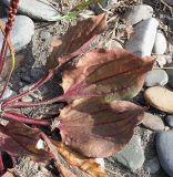 Plantago major