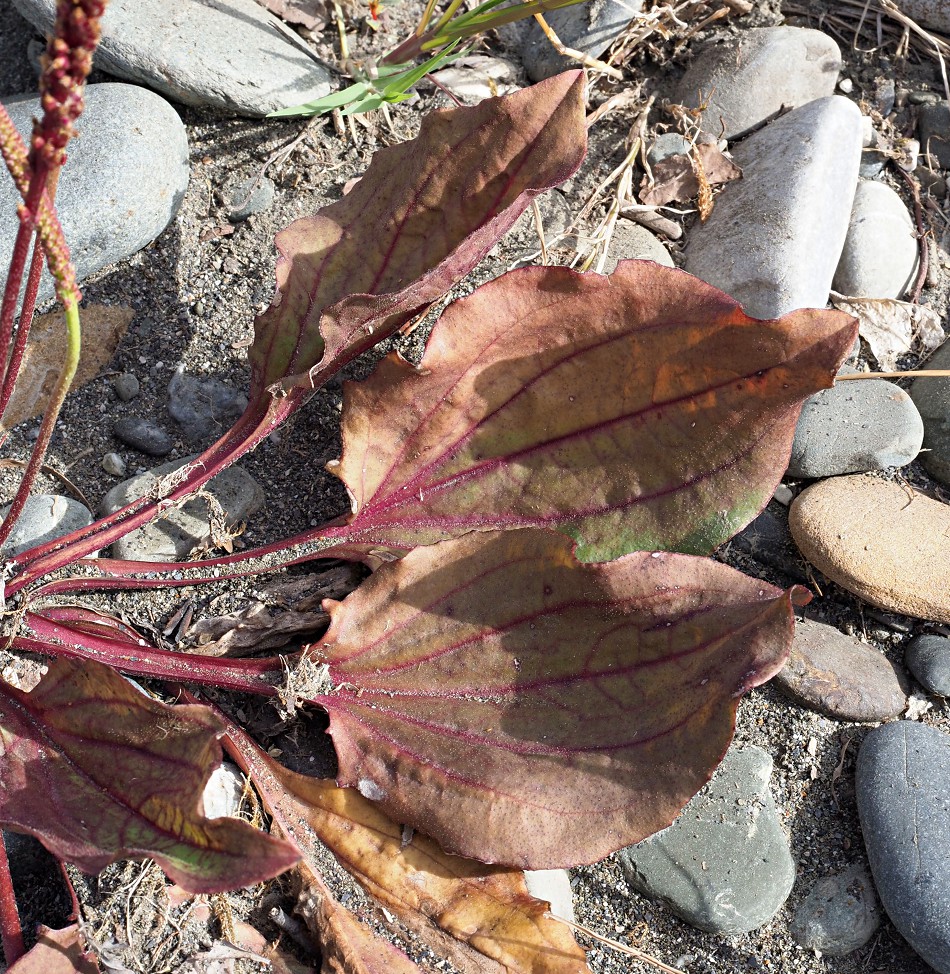 Изображение особи Plantago major.