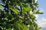 Ficus carica. Побег с незрелыми соплодиями. Черногория, Даниловград, в культуре. 06.07.2011.