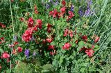 Lathyrus miniatus. Цветущие растения в сообществе с Vicia. Армения, обл. Арагацотн, гора Арагац, ущелье р. Аркашен, окр. крепости Амберд, ≈ 2300 м н.у.м., луговой склон. 20.06.2022.