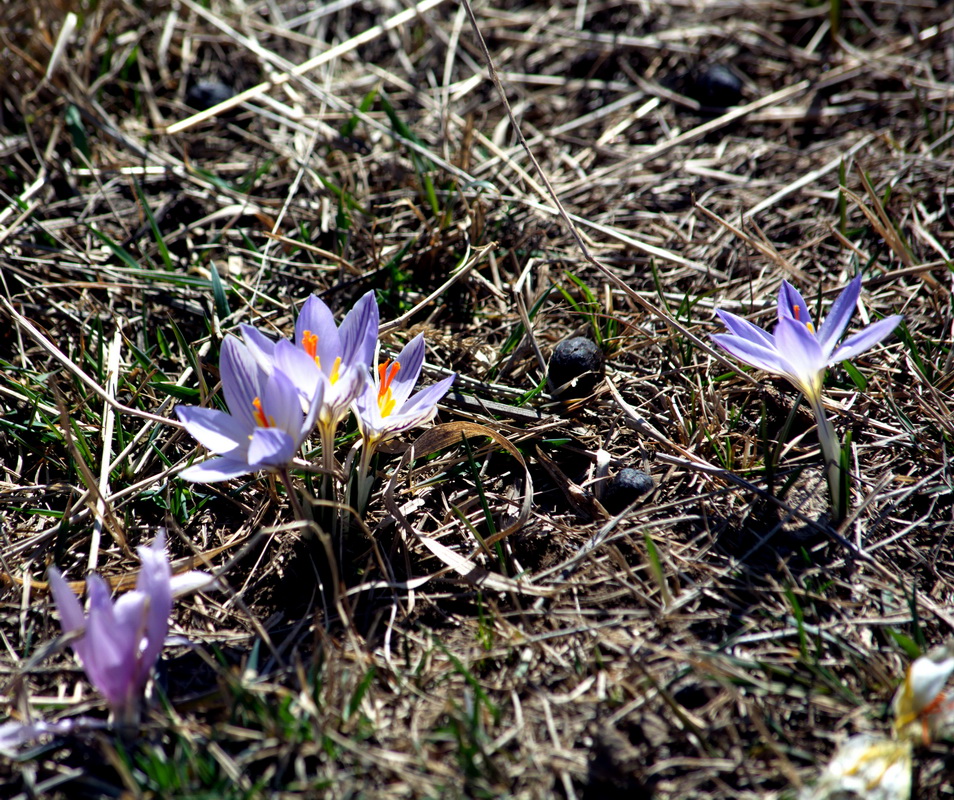 Image of Crocus reticulatus specimen.