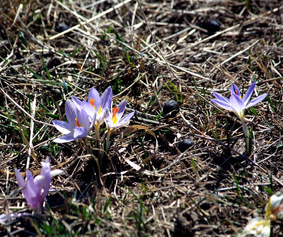 Изображение особи Crocus reticulatus.