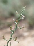 Convolvulus fruticosus