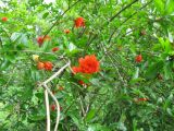 Punica granatum. Цветущее растение (дикорастущая особь). Абхазия, Гудаутский р-н, г. Новый Афон. 17 июля 2008 г.