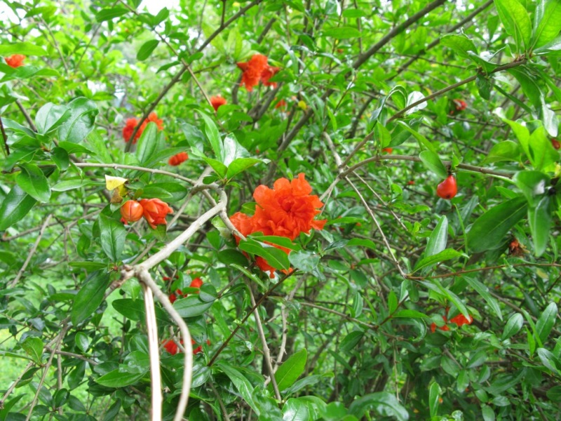 Image of Punica granatum specimen.