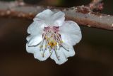 Armeniaca vulgaris. Цветок. Израиль, г. Яффо, в культуре. 04.04.2023.